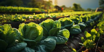 Salades Digital is Futur